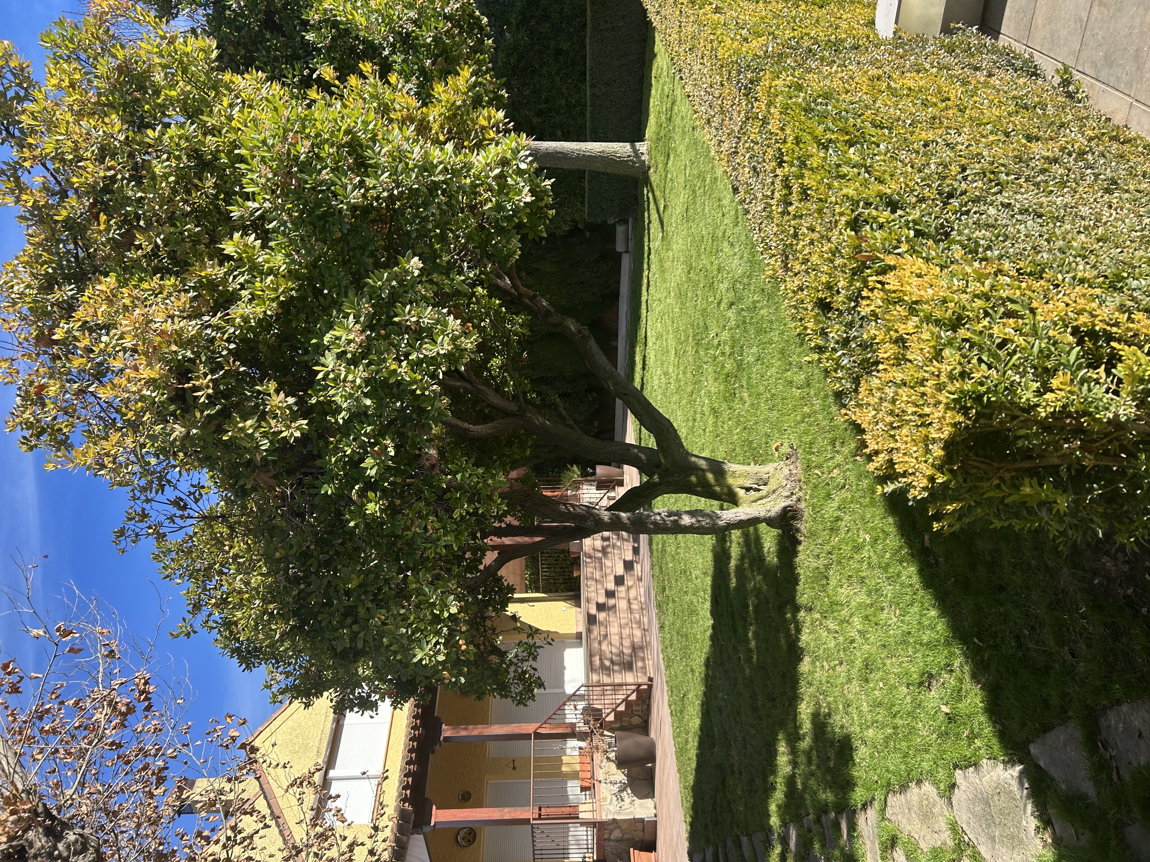 Césped con líneas - RURALMAT