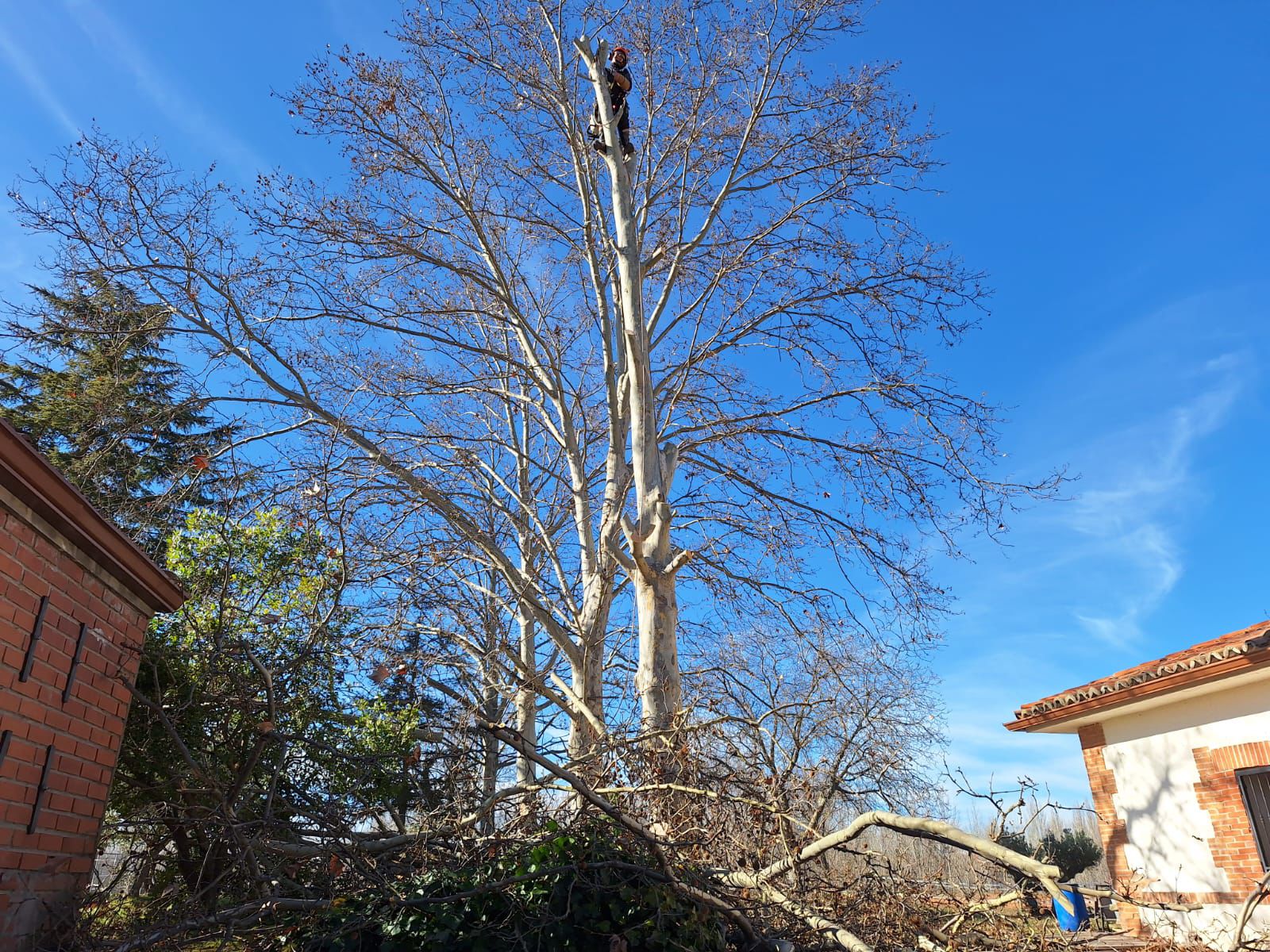 Poda ornamental - RURALMAT